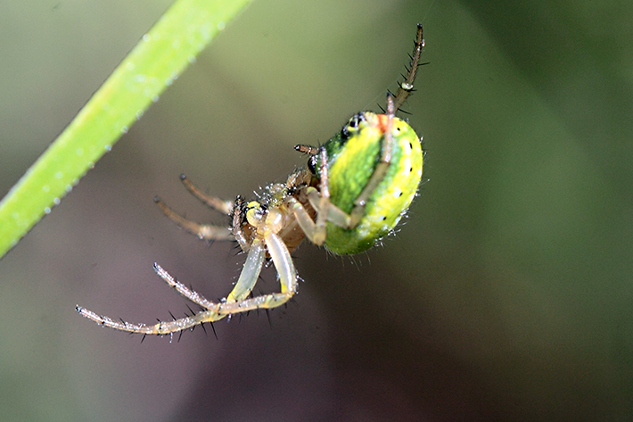 Araniella sp. - Molini di Triora (IM)